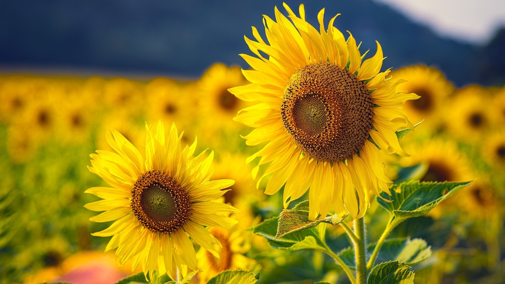 Sunflower Field Wallpaper Related Keywords Suggestions