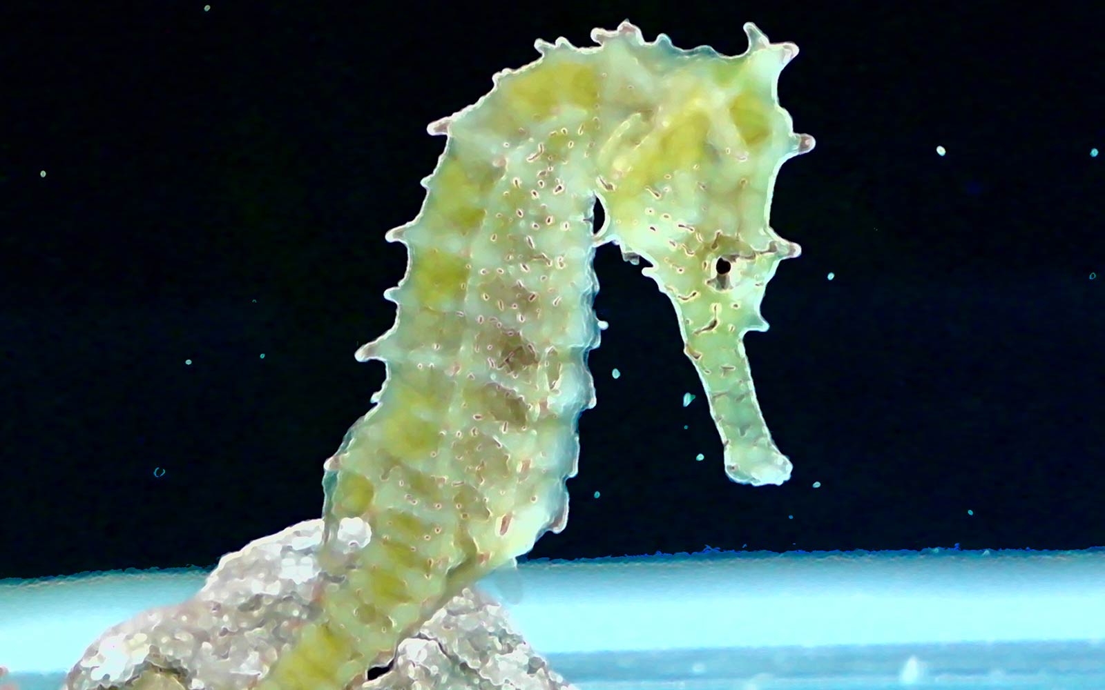 Pin Gt Animals Seahorse Hippocampus Underwater Life