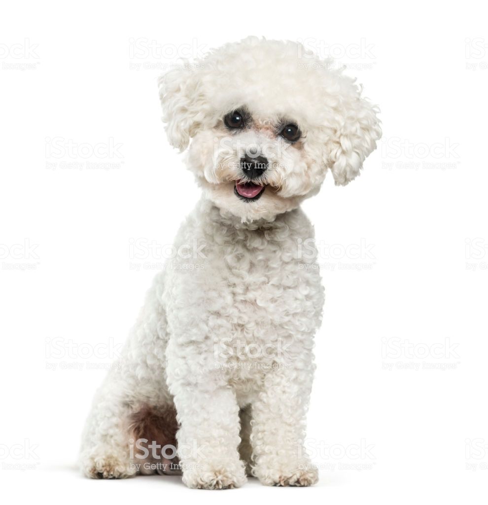Bichon Frise Dog Sitting Against White Background Royalty