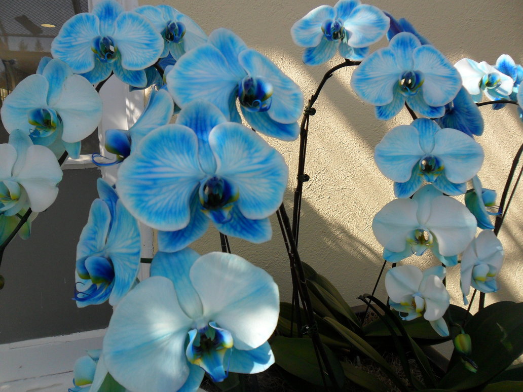 Free download Blue Orchids Wallpaper [1032x774] for your Desktop ...