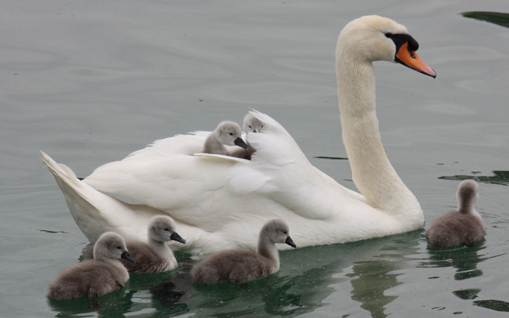 Swan With Their Children Wallpaper And Image Pictures