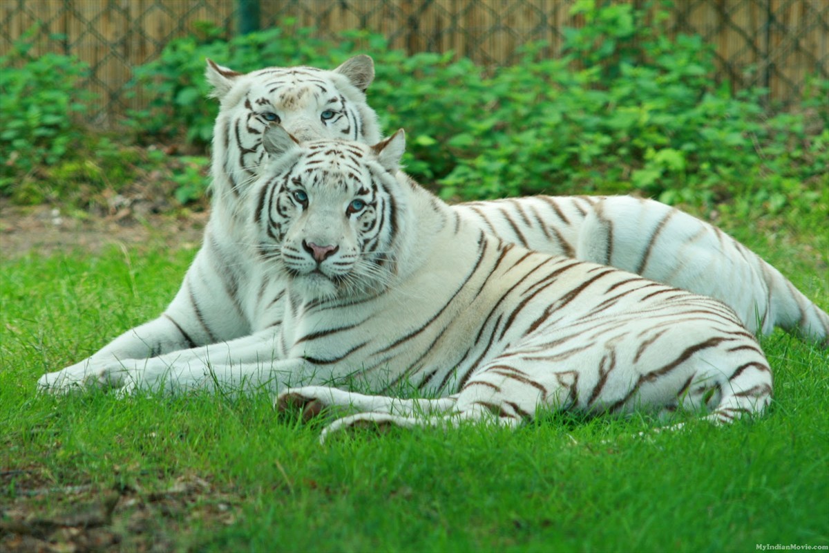 White Tiger Desktop HD Wallpaper