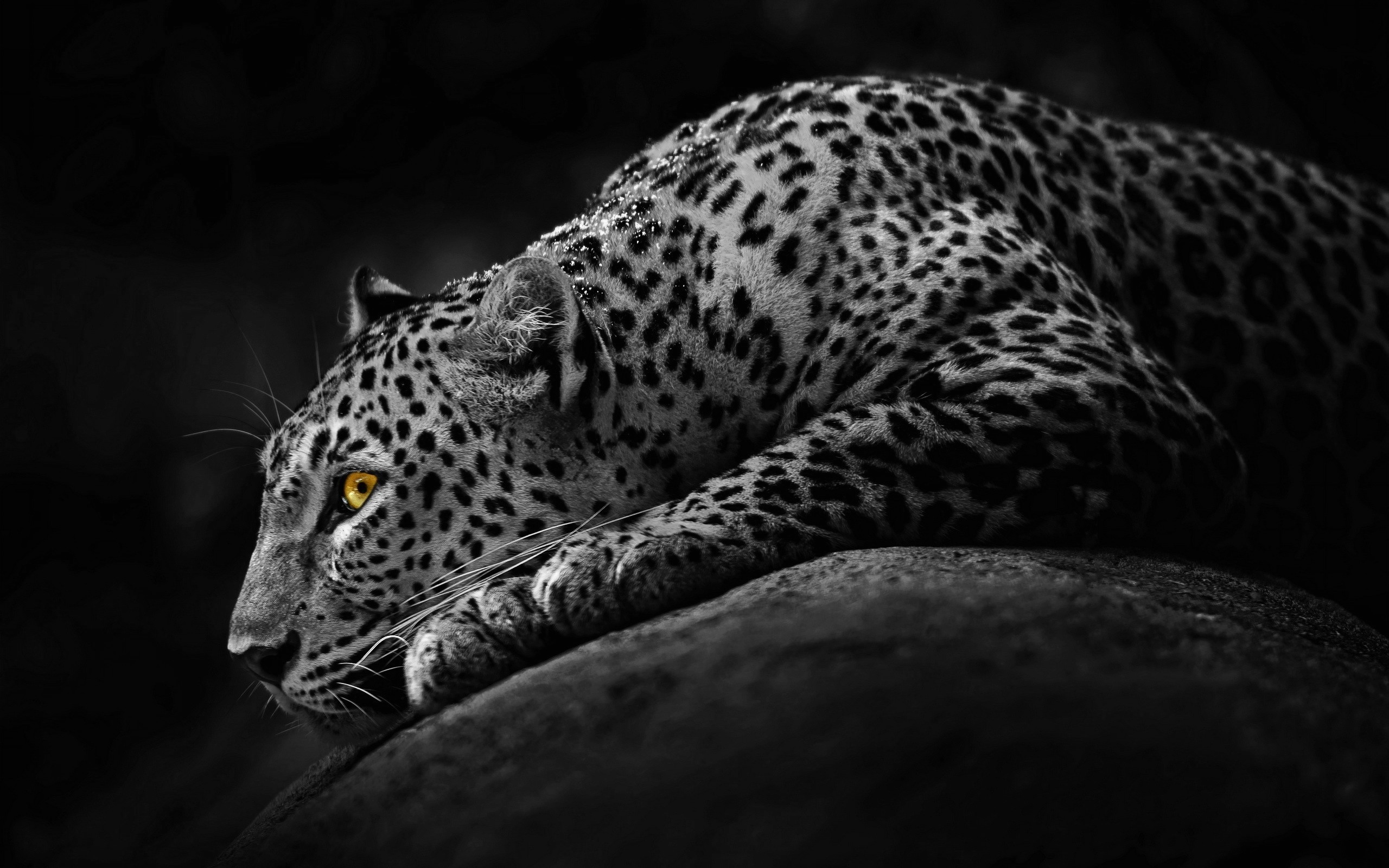 Black And White Jaguar Desktop HD Wallpaper