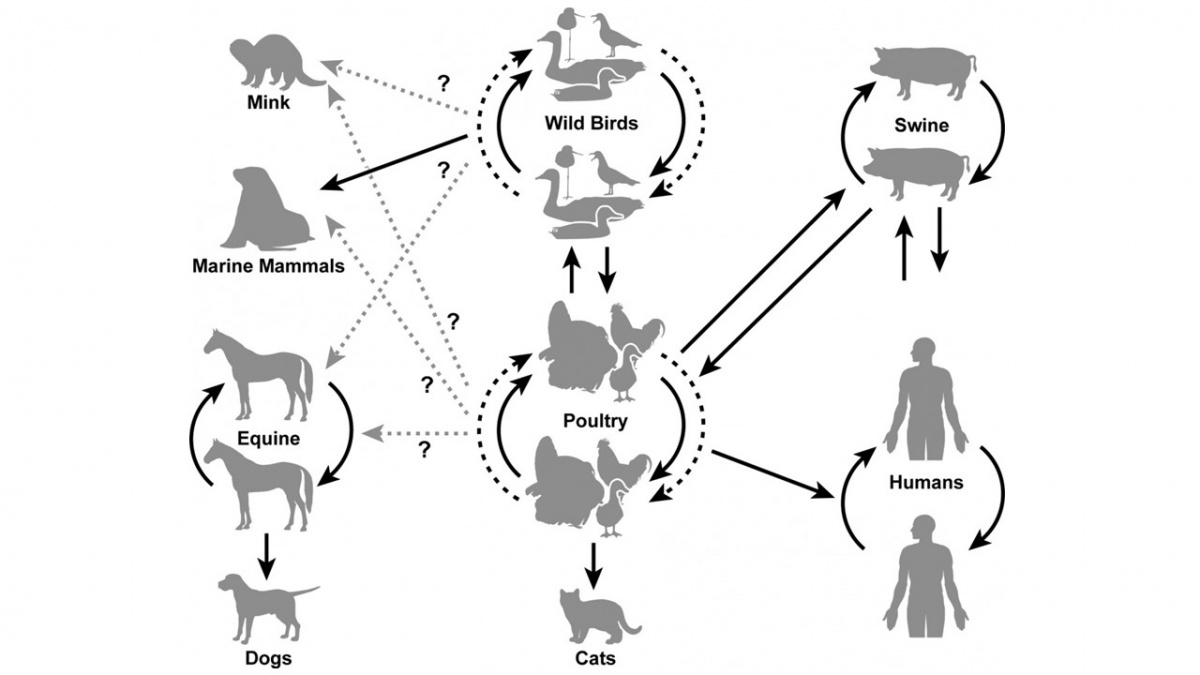 Animal Influenza Ecology And Epidemiology Research Program
