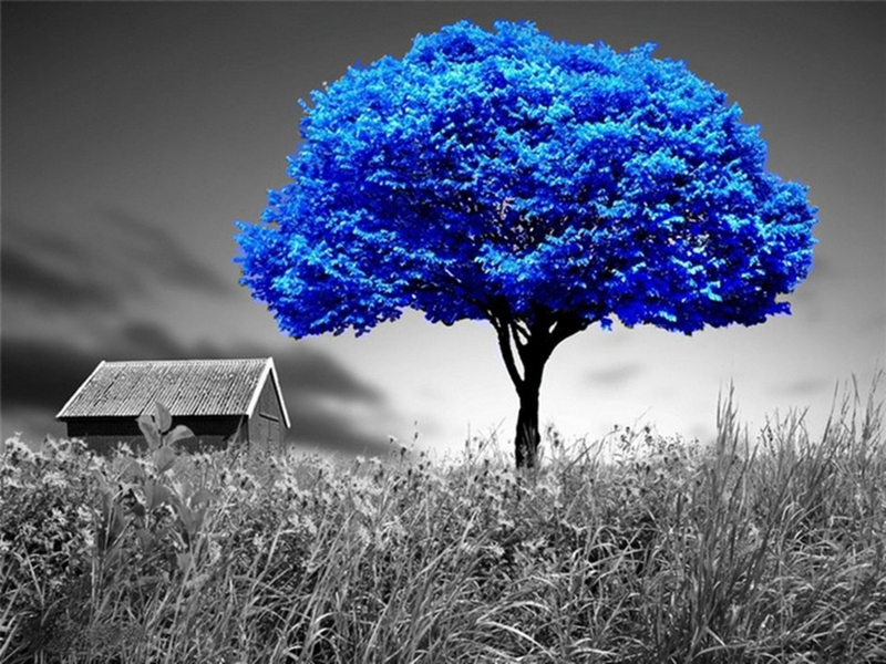 Alone Blue Tree Nature Other HD Desktop Wallpaper
