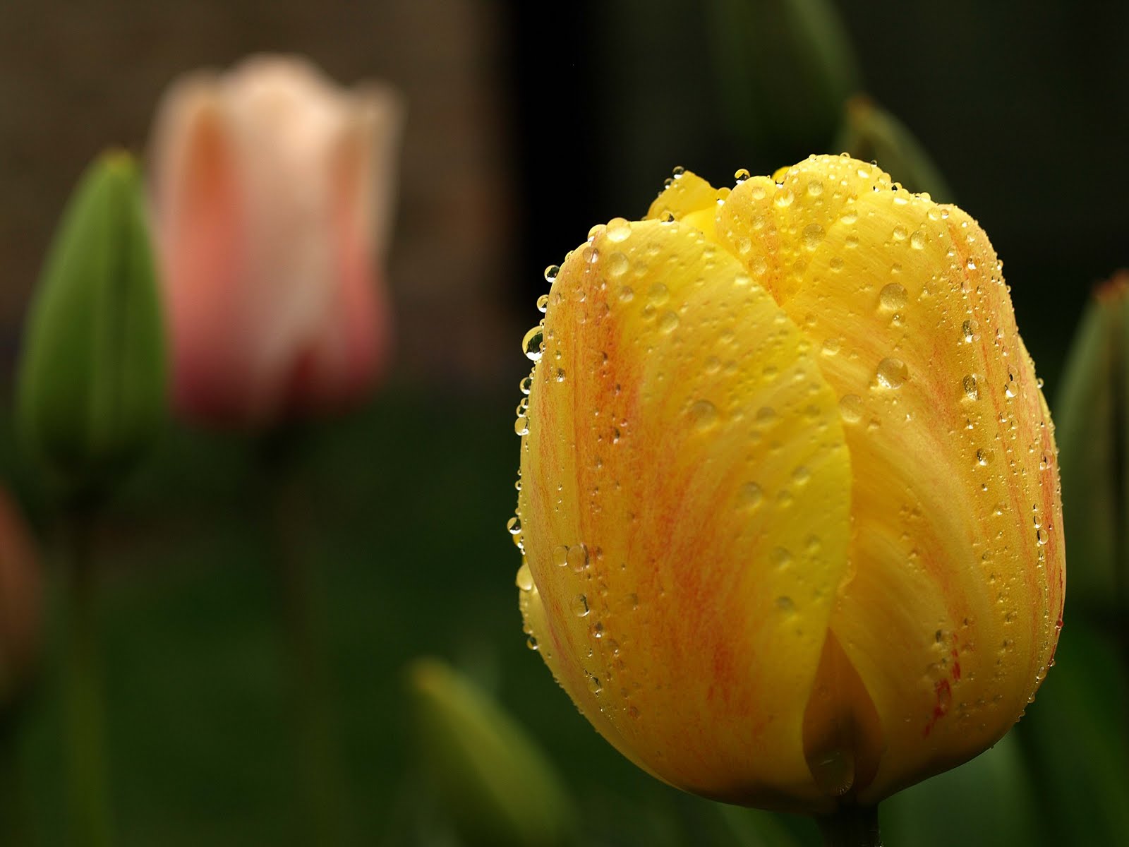 Tulips Flower Wallpaper Yellow Pink