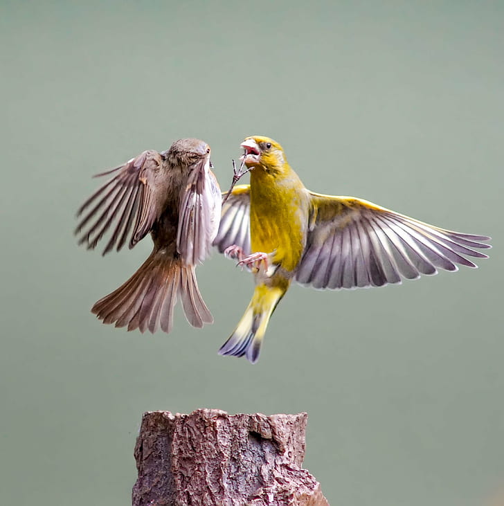 HD Wallpaper Two Brown And Yellow Canaries Fighting On Flight