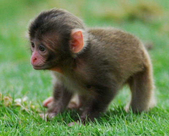 Cute Monkey Pictures Animal And Videos