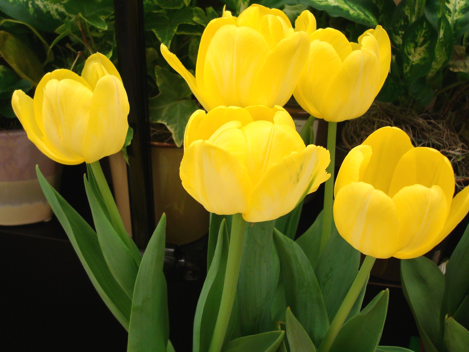 Yellow Tulip Flowers Wallpaper