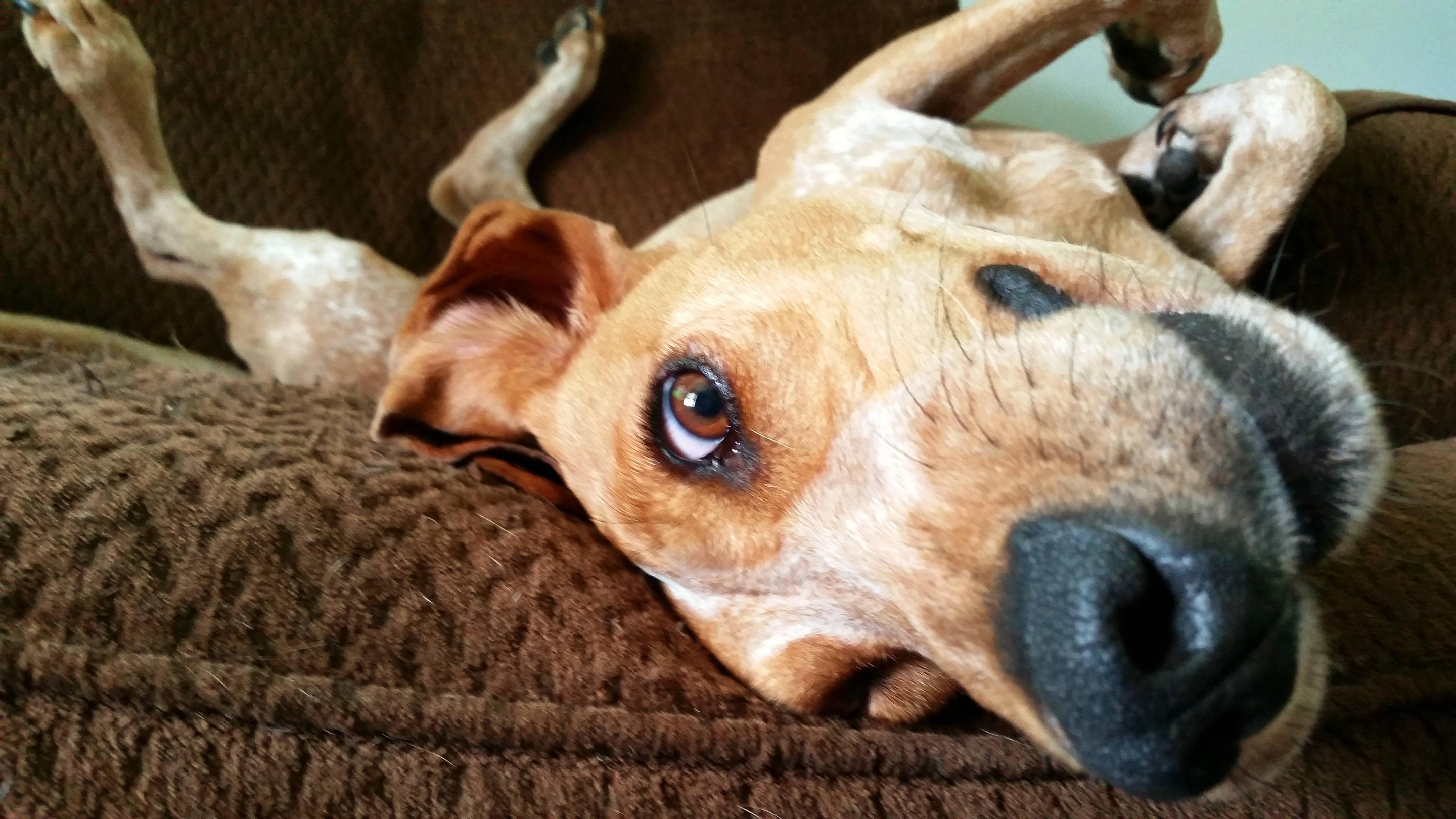 A funny close-up of a goofy dog lying upside down on a brown couch