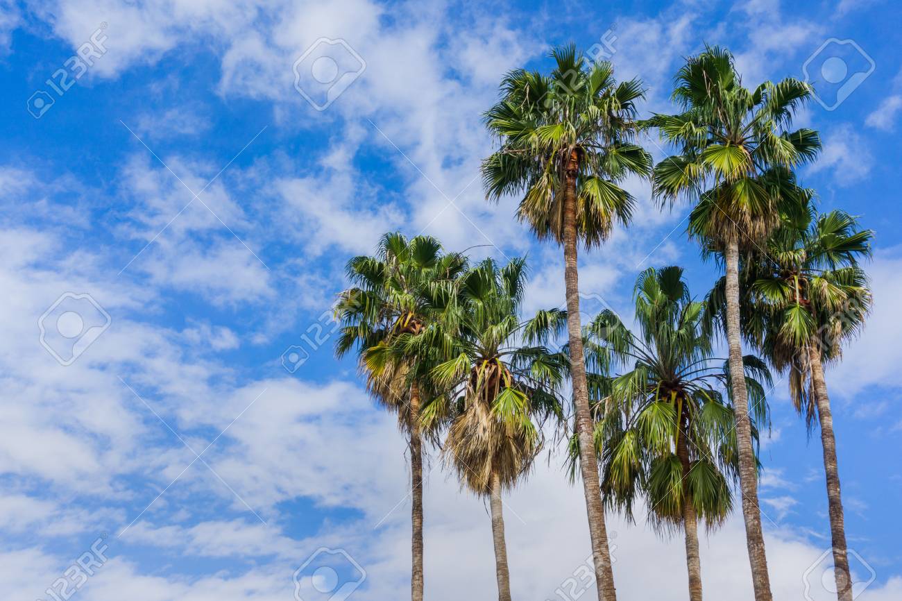 Palm Trees On A Blue Sky And White Clouds Background California 1300x866