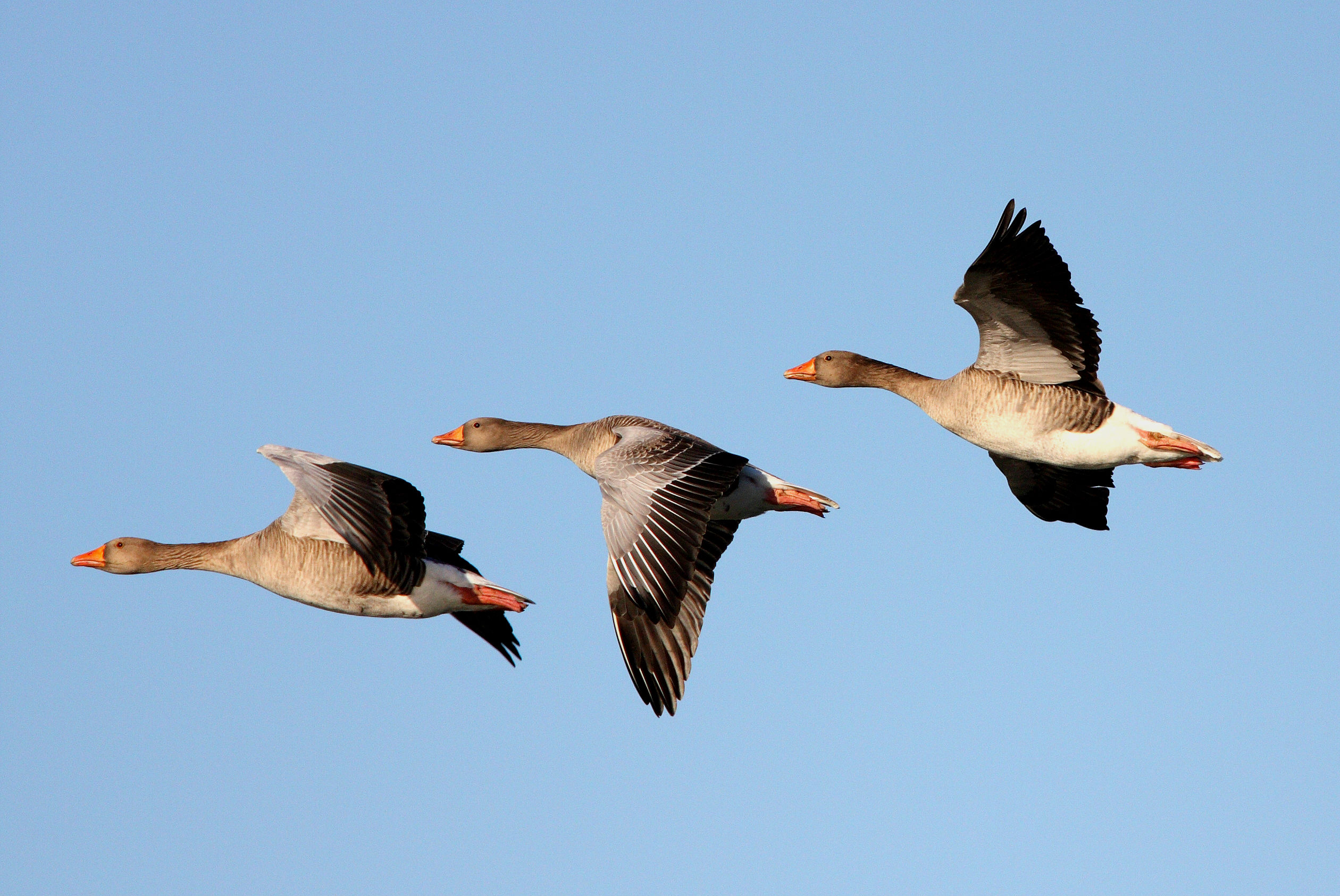 Goose Geese Flight Fly Wings Nature Sky Wallpaper Background