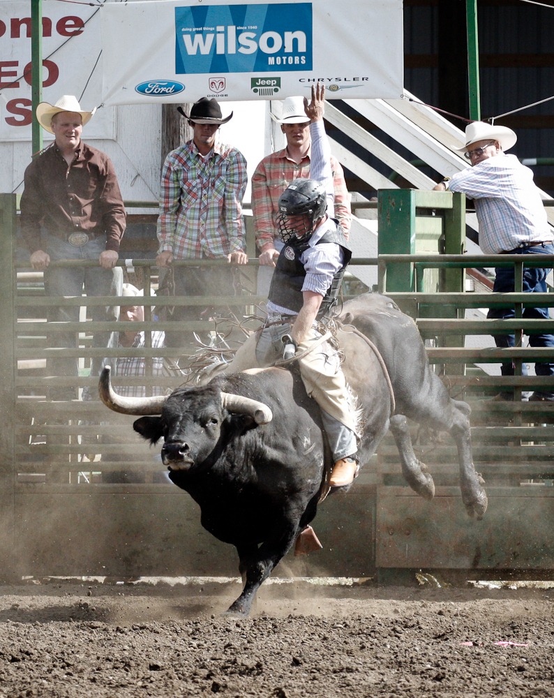 Rodeo Bull Wallpaper Benton County