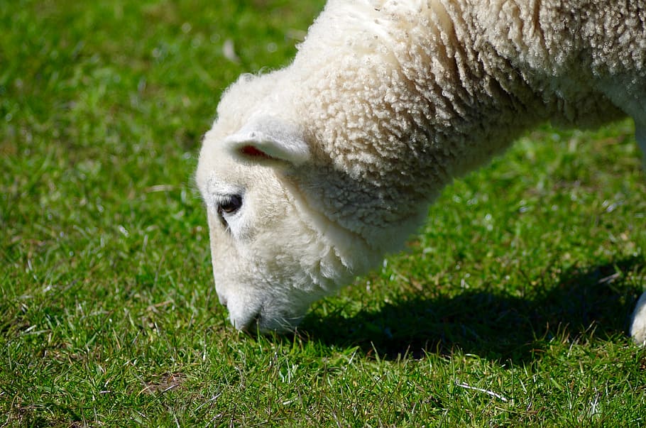 HD Wallpaper Sheep Wool Animal Livestock S Dike