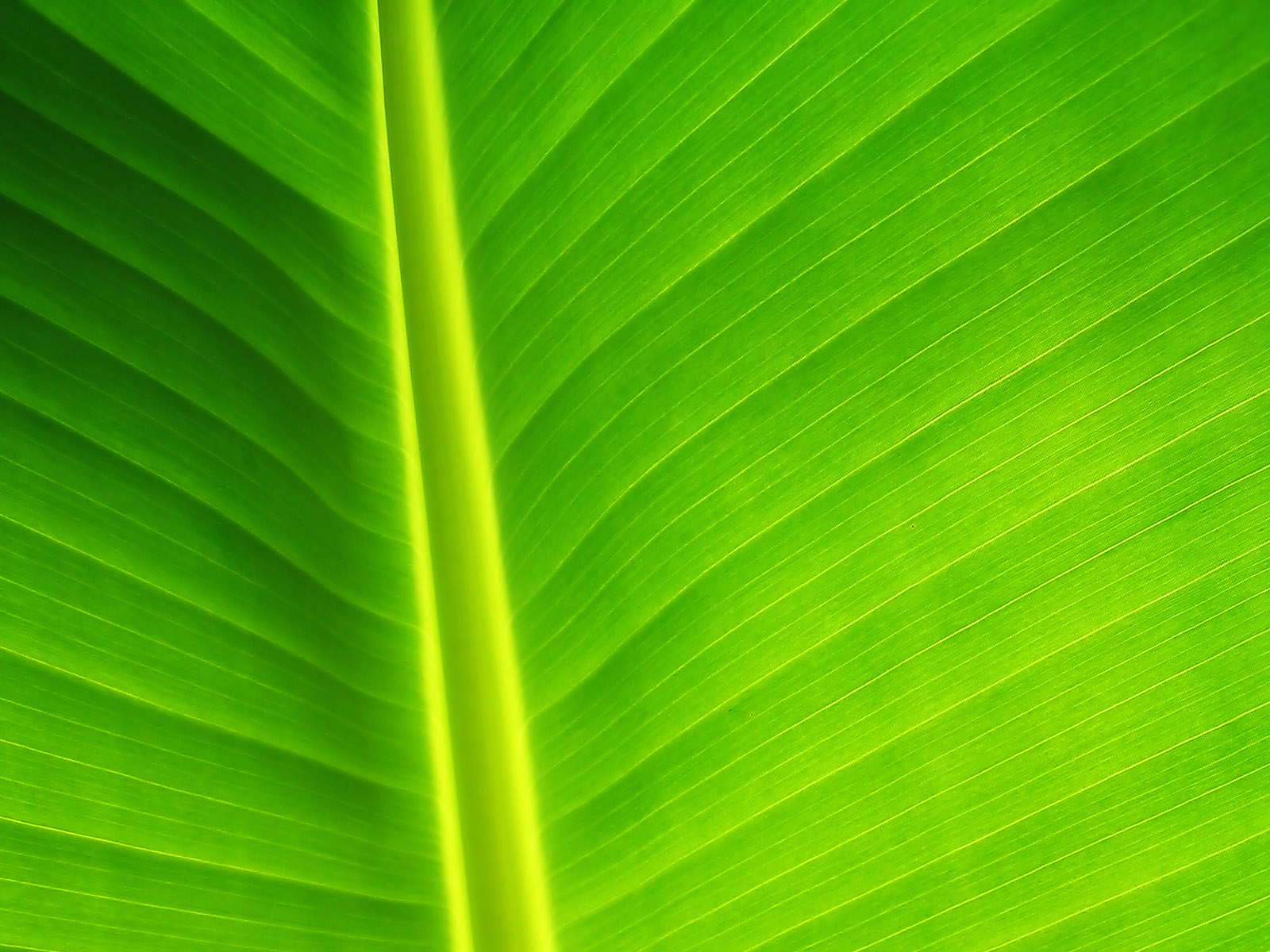 Green Wallpaper HD Leaf Wallpapere Org
