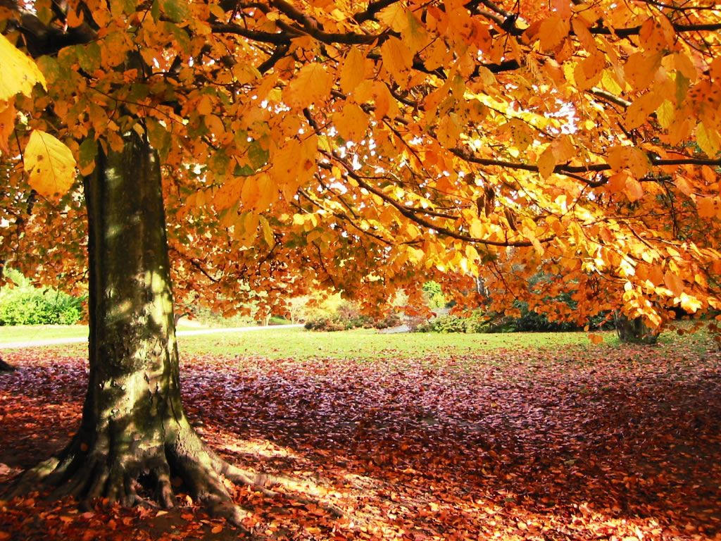 Fall Trees Background Themes