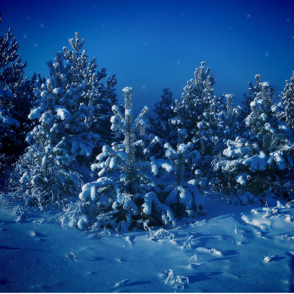 Forest Night Snow Scene iPad Wallpaper iPhone
