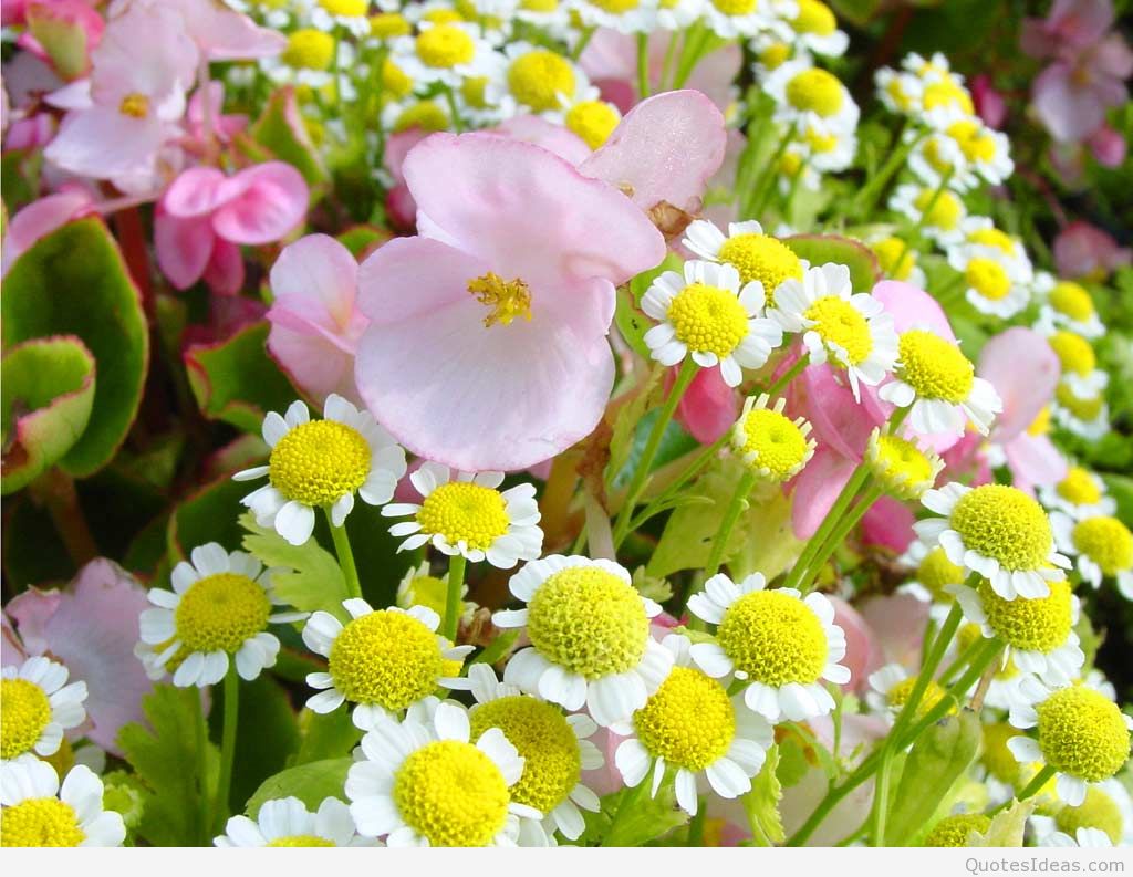 Pin Collection Of Spring Wallpaper