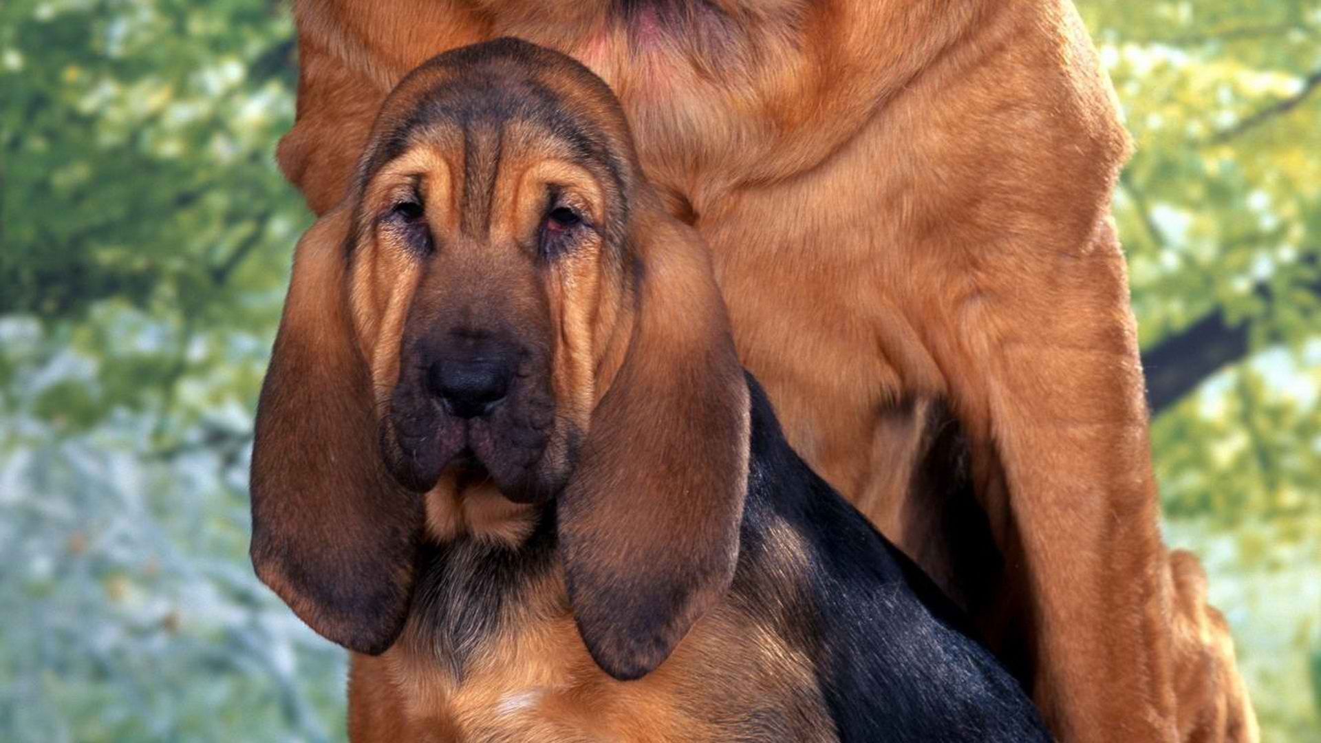 Young Bloodhound With Mom Wallpaper And Image Pictures