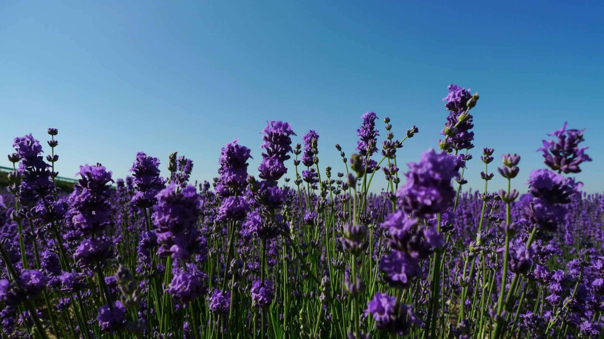 Lavender Desktop Wallpaper