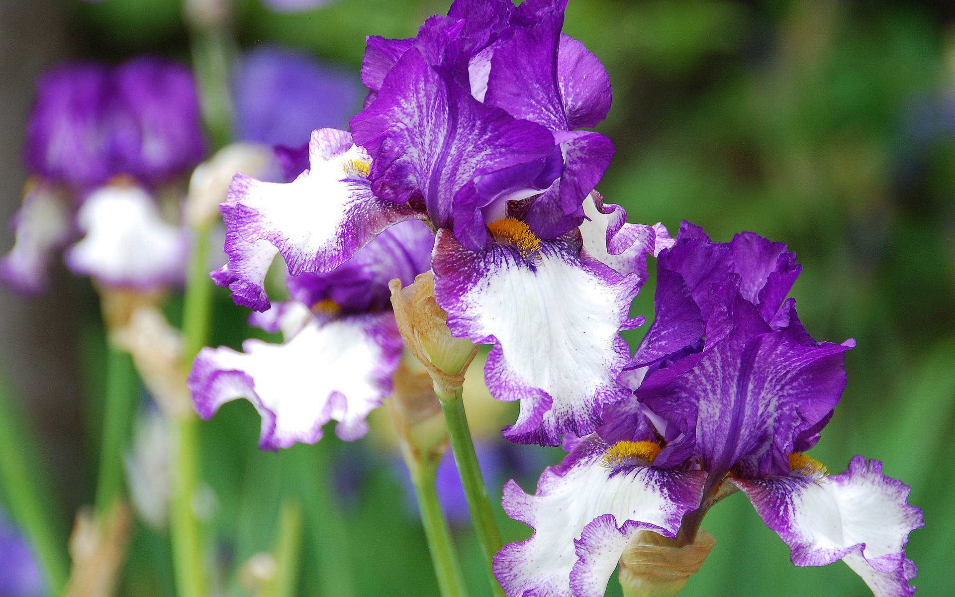 Iris HD Wallpaper