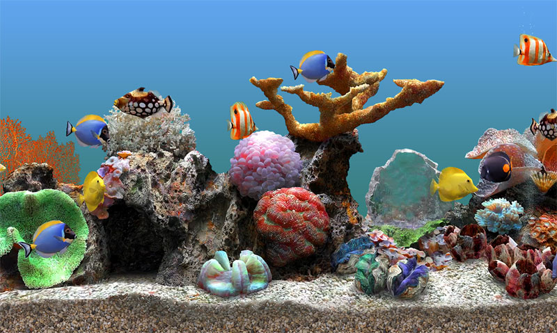 Animated Aquarium Wallpaper Gif Marine