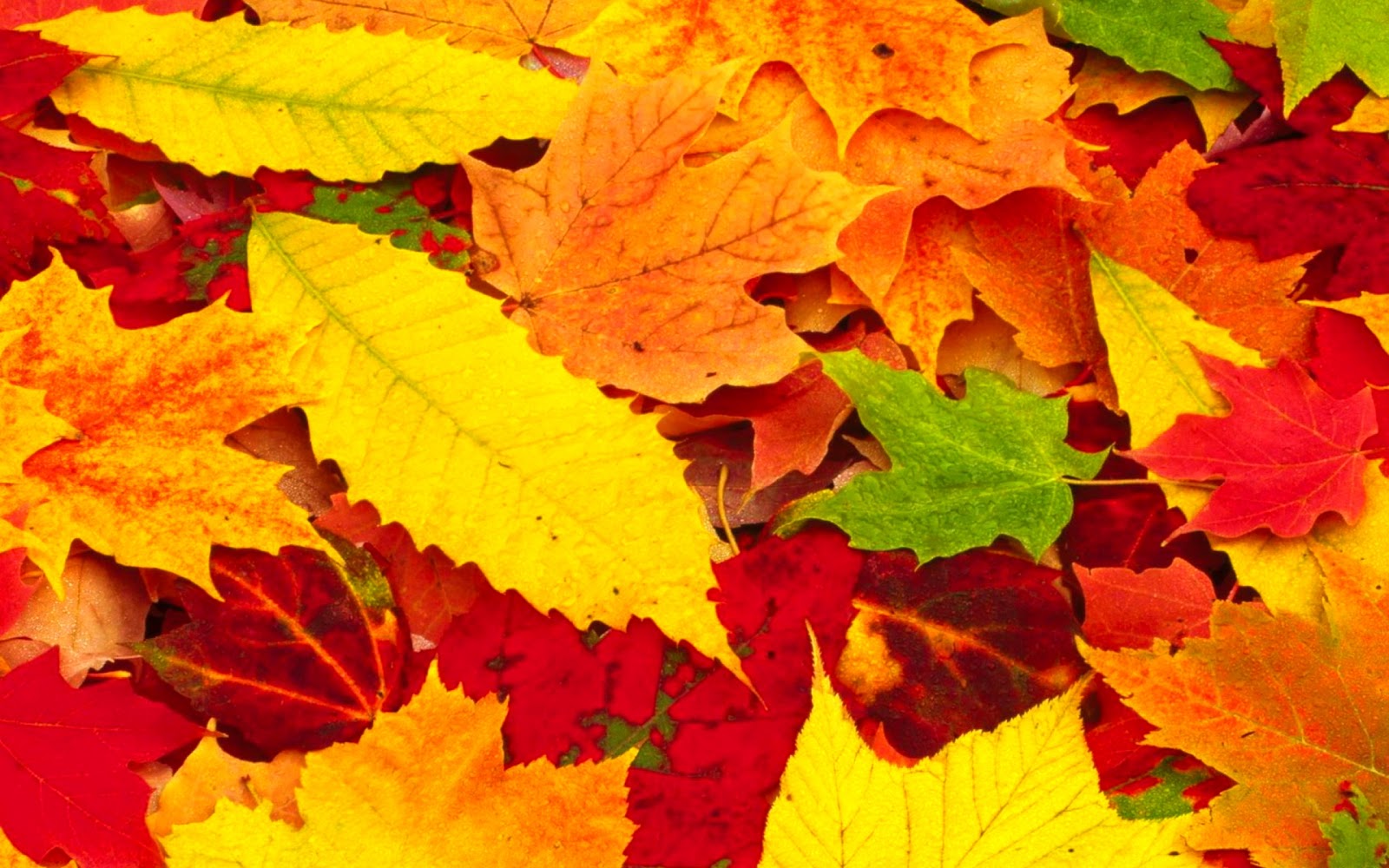 A vibrant close-up of colorful autumn leaves in various shades of red, orange, yellow, and green, capturing the essence of fall