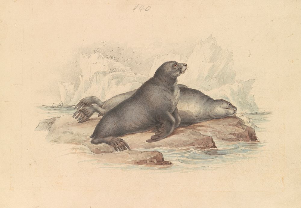 New Zealand Fur Seal Southern Wallpaper