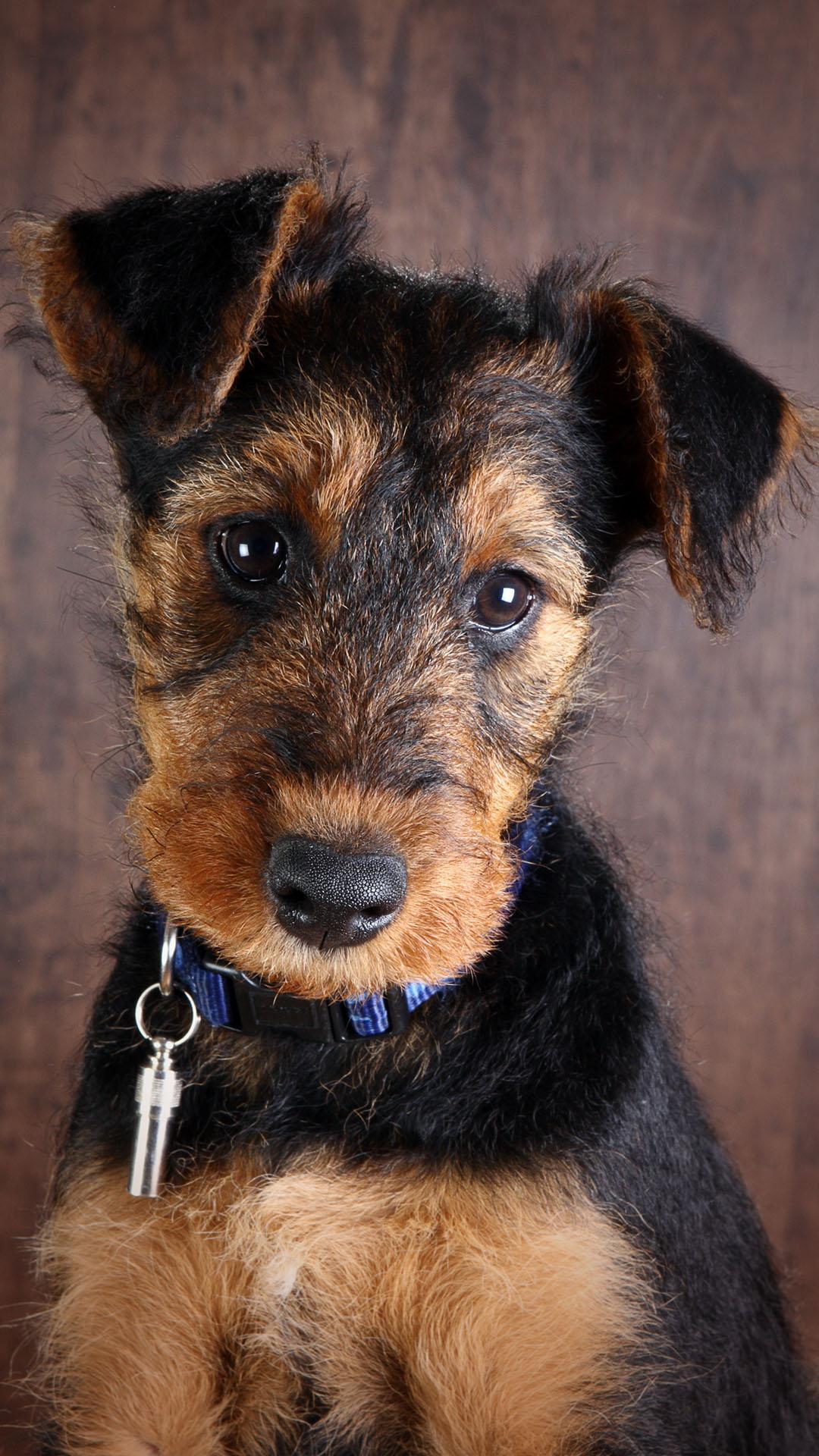 Airedale Terrier Wallpaper for Android   APK Download 1080x1920