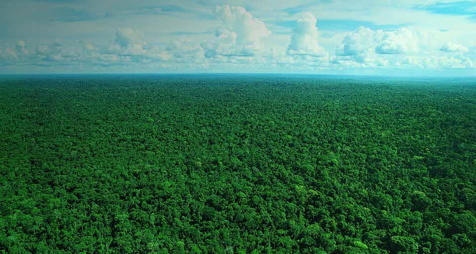 Rainforest Canopy Wallpaper Amazon Tree
