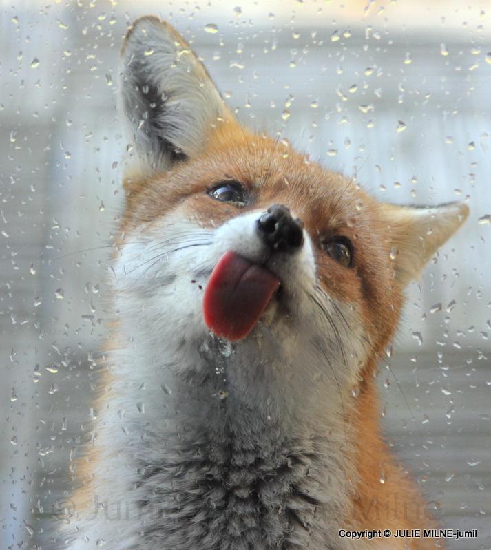 These Photos Will Make You Fall In Love With Foxes Bored Panda