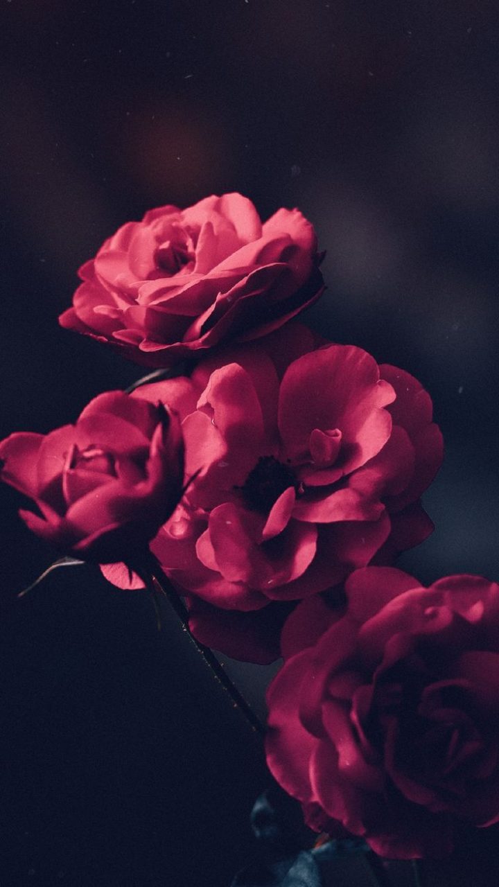 Android Wallpaper Beautiful Red Roses 4k Phone