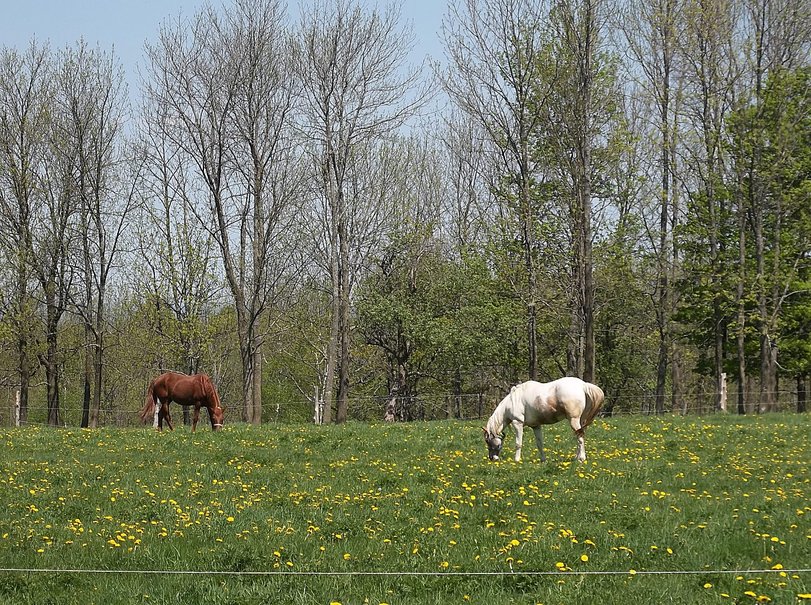 Horses In Spring Wallpaper