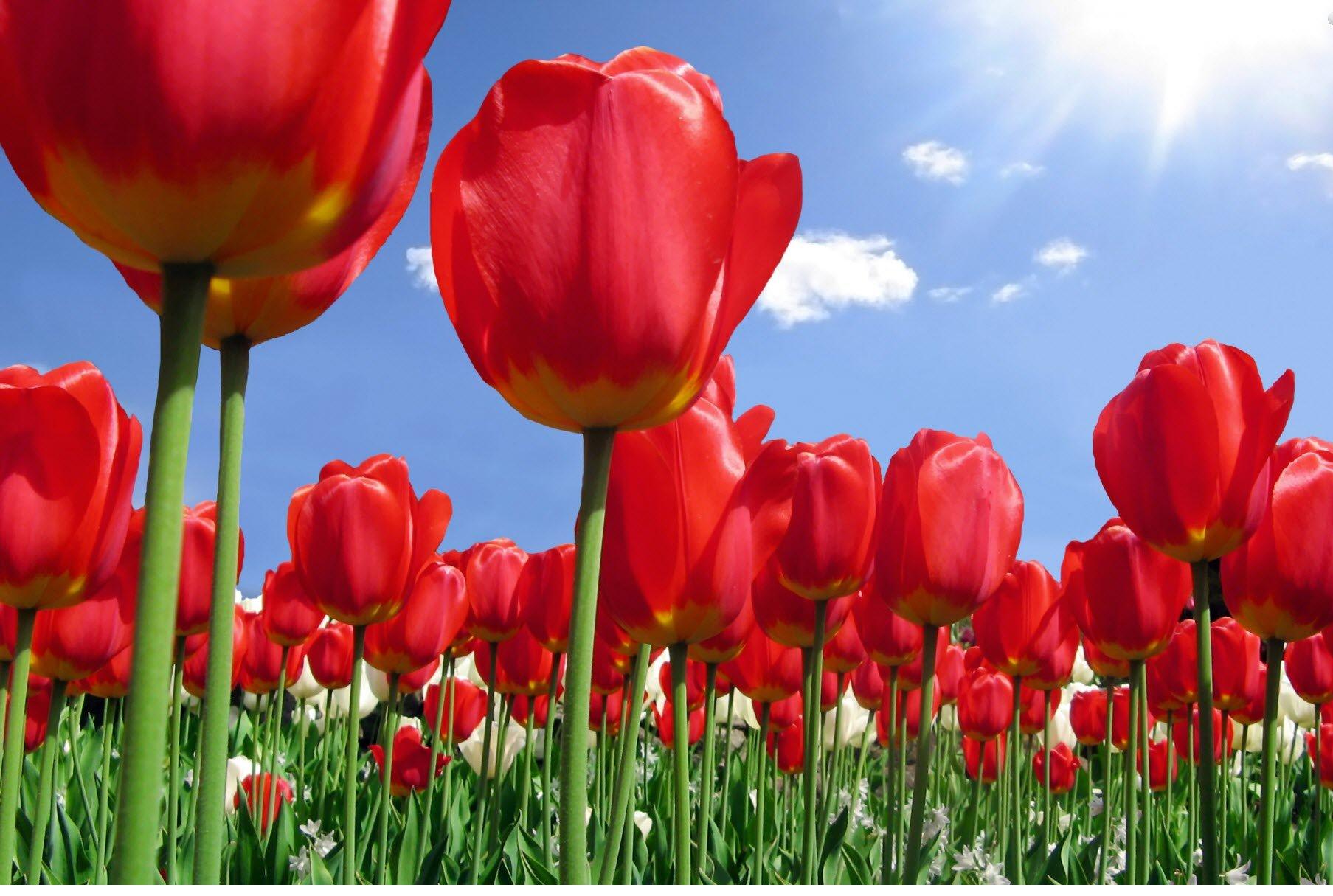 Red Tulips High Definition Wallpaper