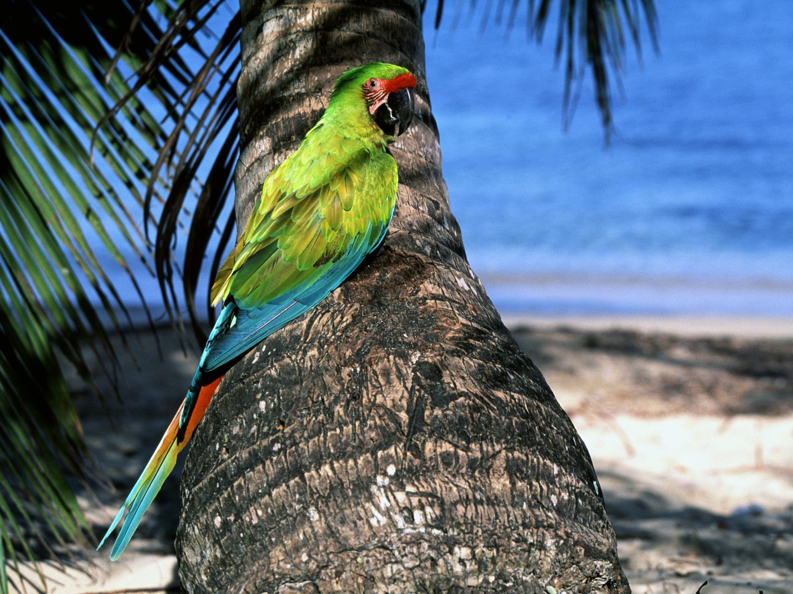 Macaw Parrot Wallpapers   Pets Cute and Docile
