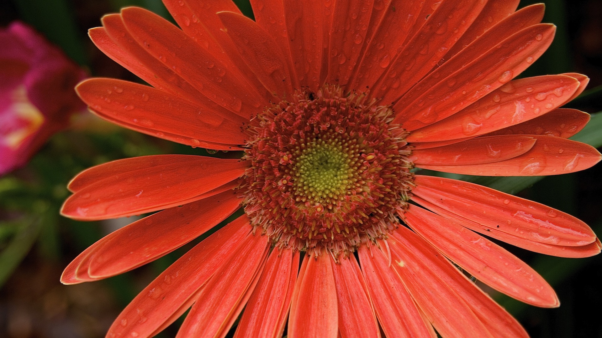 Gerbera Daisy Puter And Smartphone Wallpaper For March