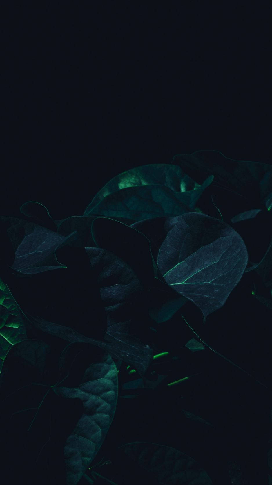 A Close Up Of Plant With An iPhone In The Background Wallpaper