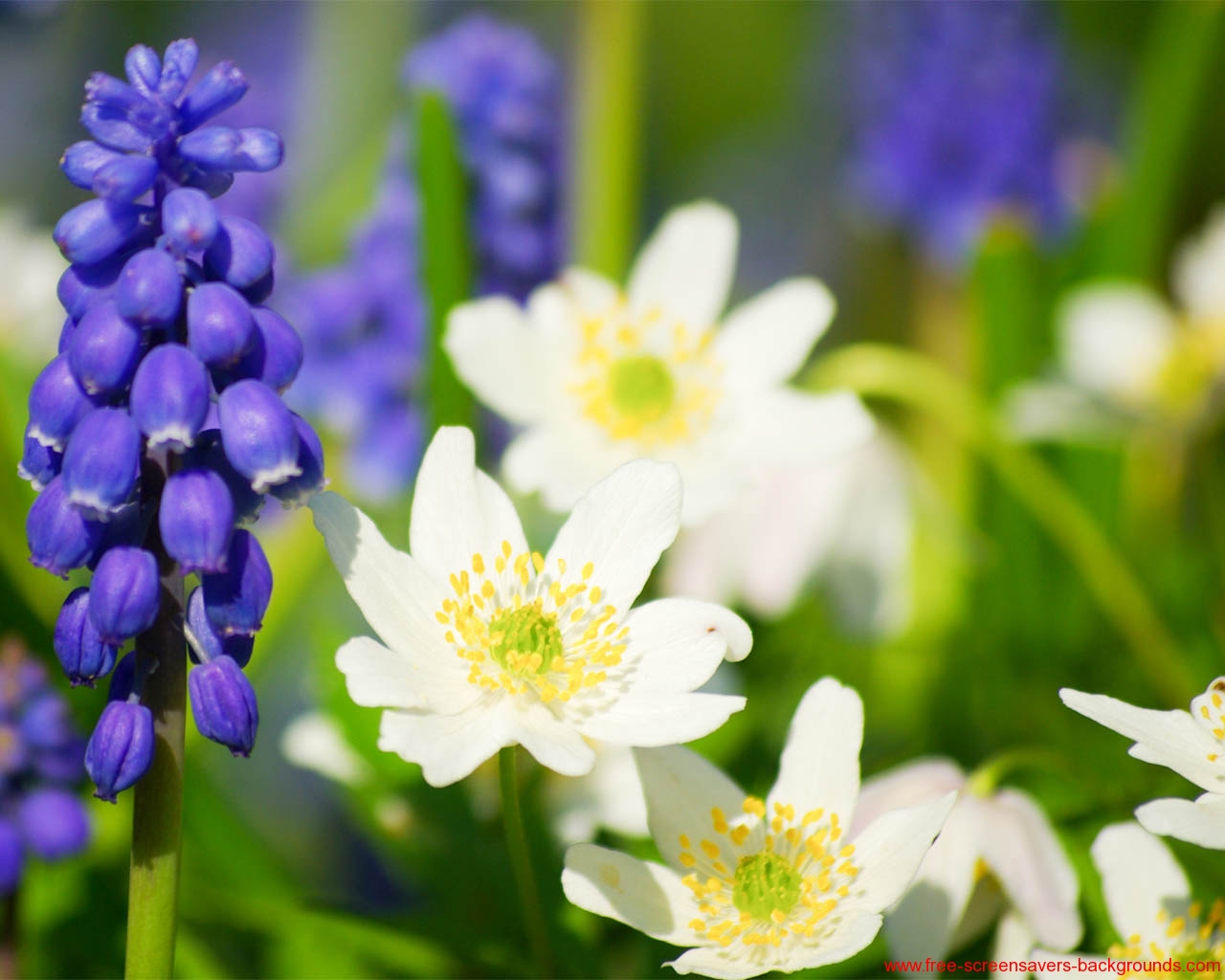 Spring Flower Wallpaper Screensavers And Background