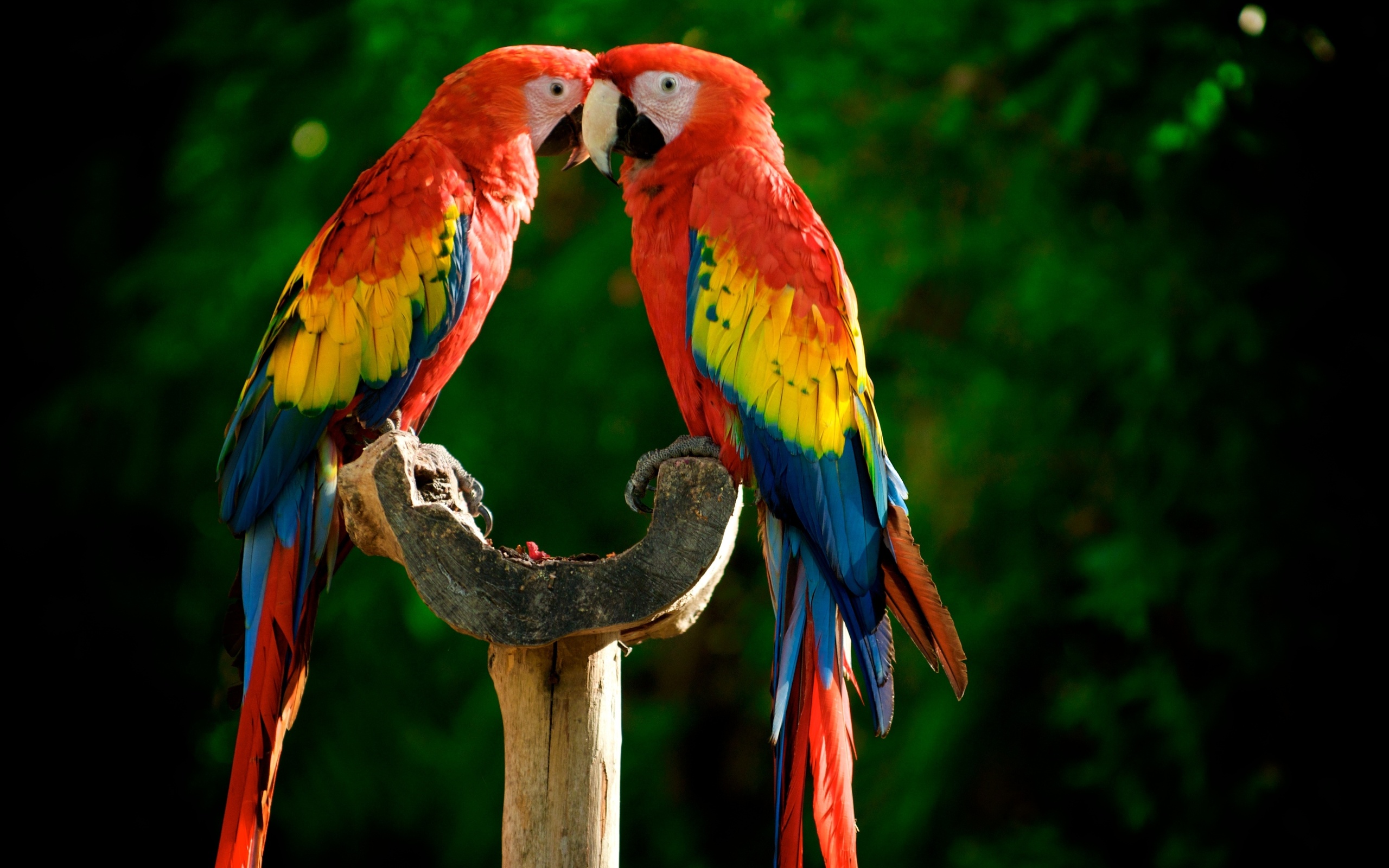 Parrot Wallpaper High Definition Background 859pf