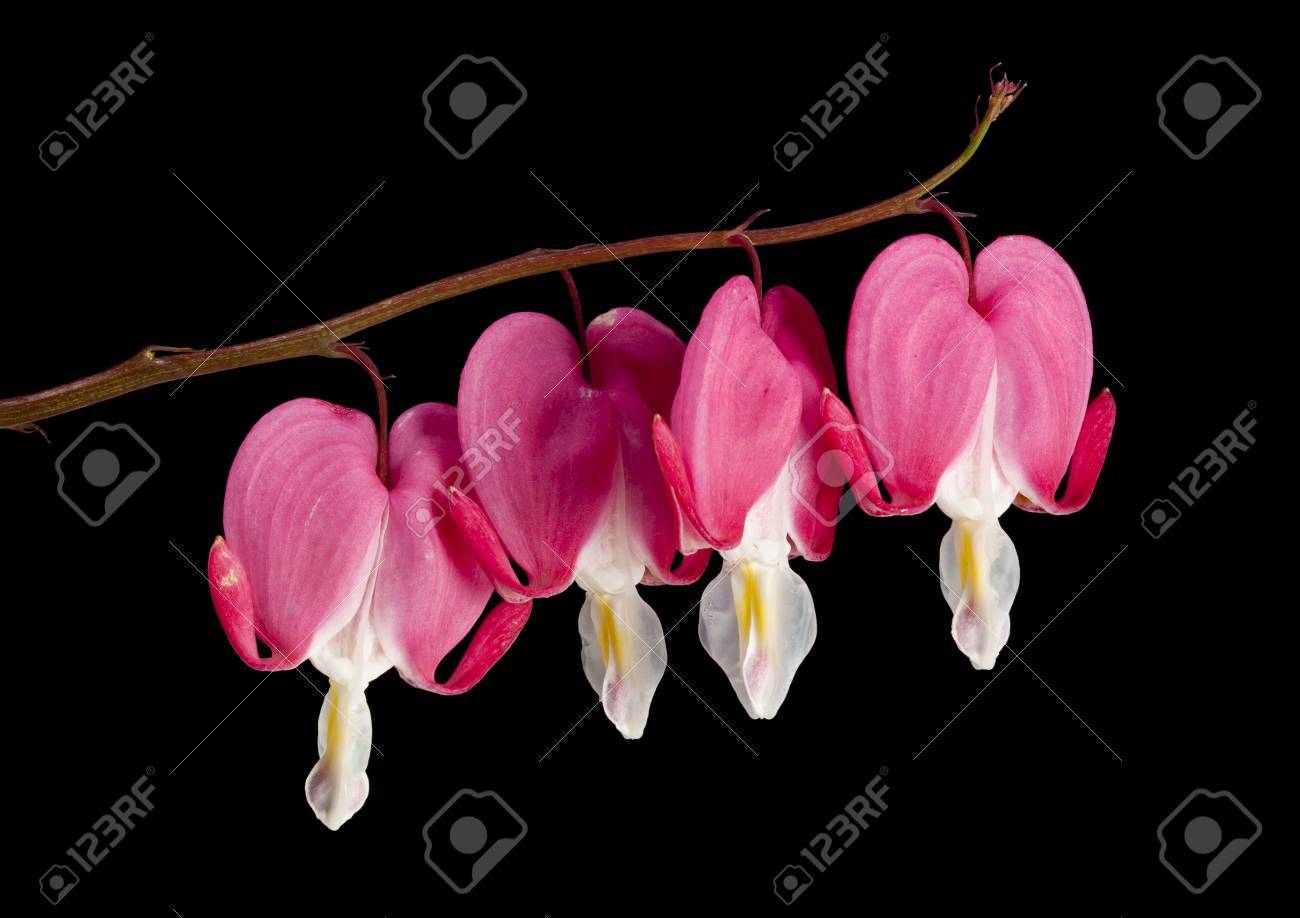 Bleeding Heart Blossoms Isolated On Black Background Stock Photo