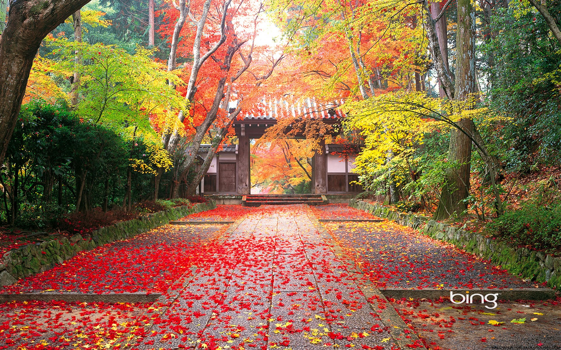 A serene pathway covered in vibrant autumn leaves leads to a traditional Japanese gate, surrounded by colorful fall foliage