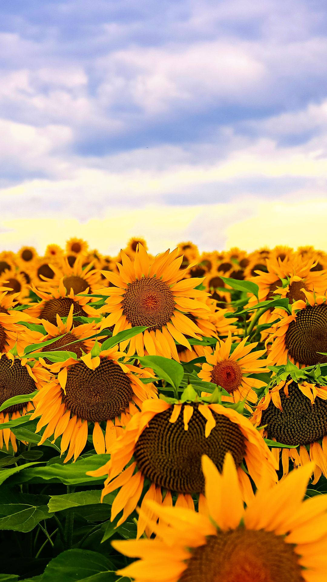 Sunflower iPhone Wallpaper