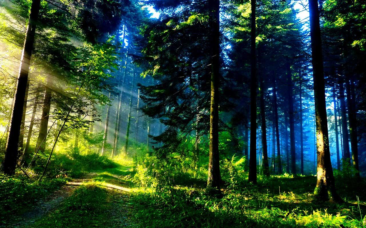 Green Forest APK 12 Download for Android Download Green Forest 1280x800