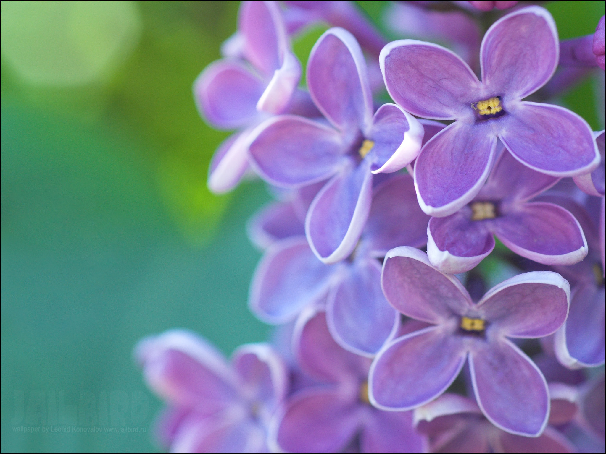 Wallpaper lilac violet emerald green spring wallpapers flowers