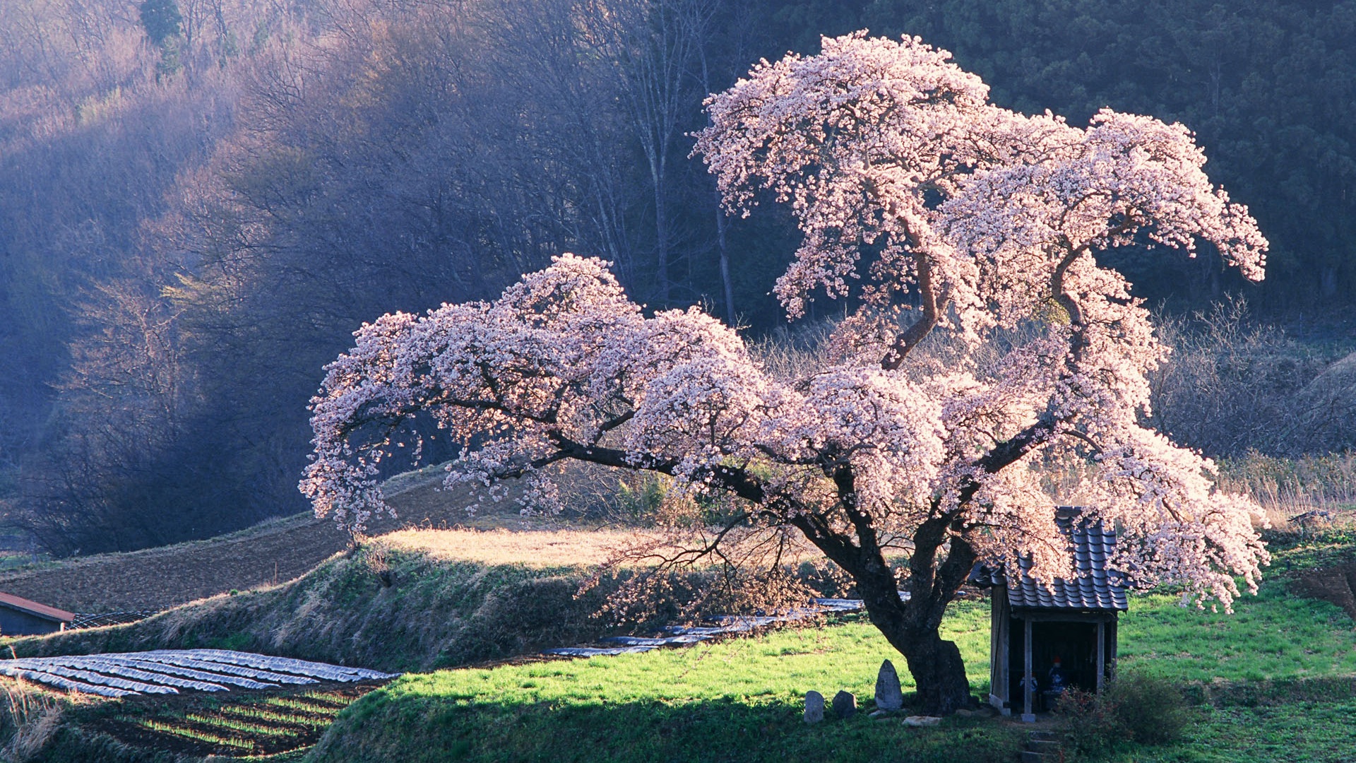  40 Japanese Cherry Blossom Wallpapers 1920x1080 WallpaperSafari
