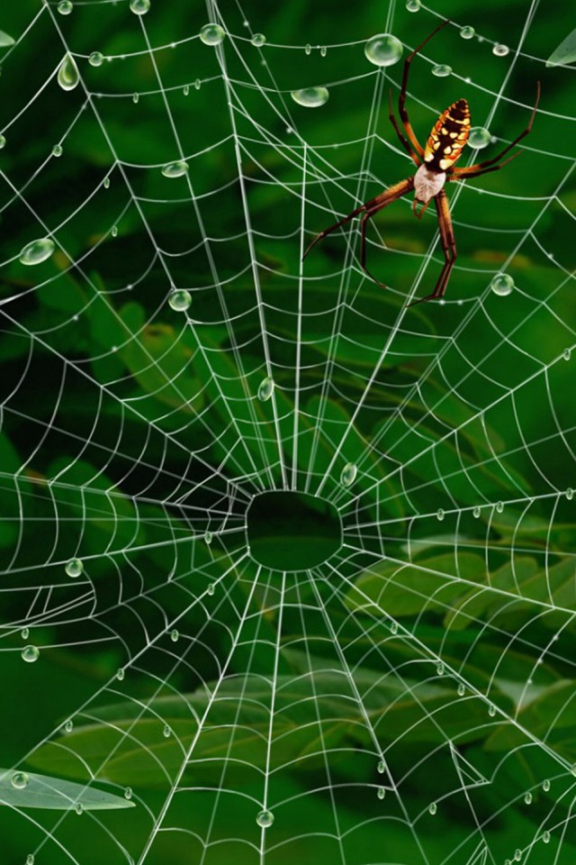 iPhone Wallpaper Spider Web Photos Best Place To Find For