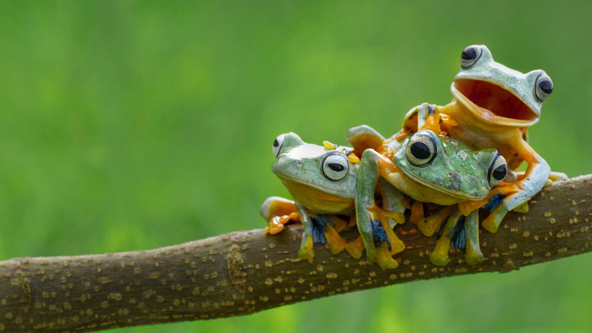 Frog wallpaper Tree frogs Frog