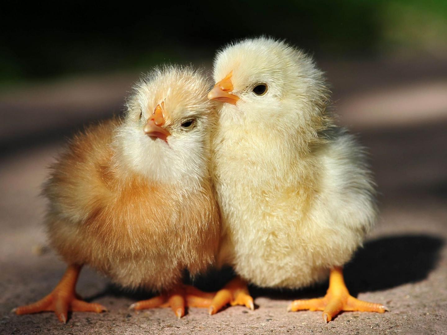 Baby Chicken Animal Desktop Wallpaper