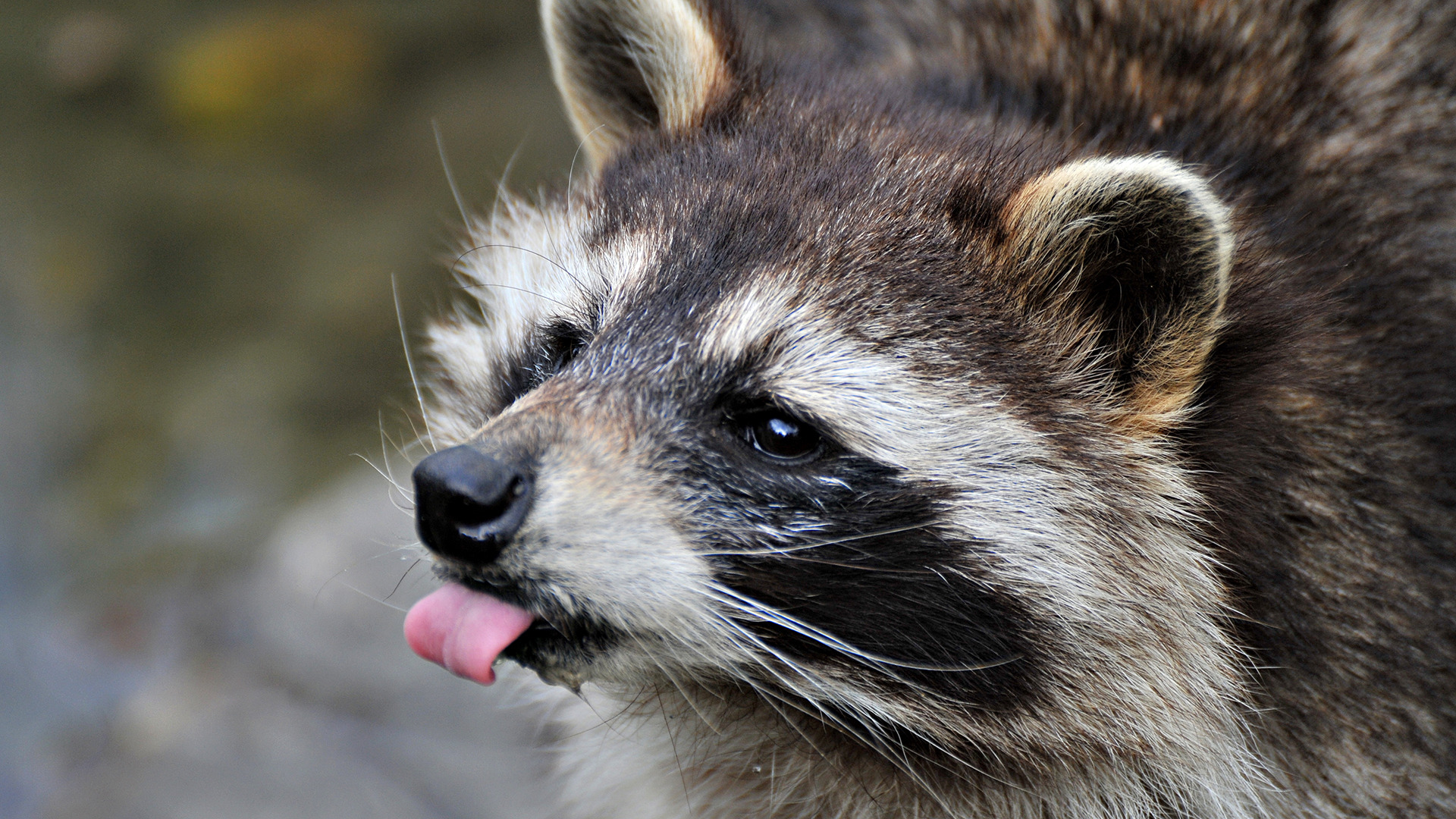 Wallpaper Raccoon Face Close Up Animals