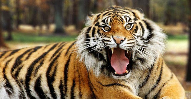 Wallpaper Bengal Tiger